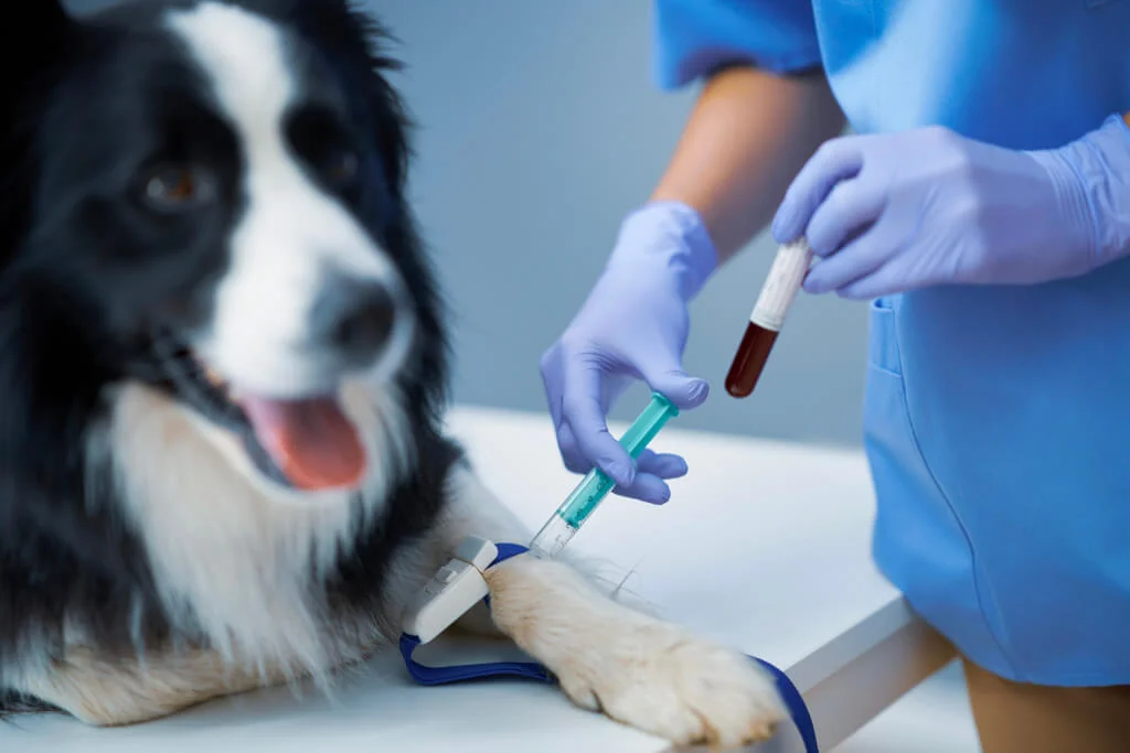 Exames laboratoriais veterinários