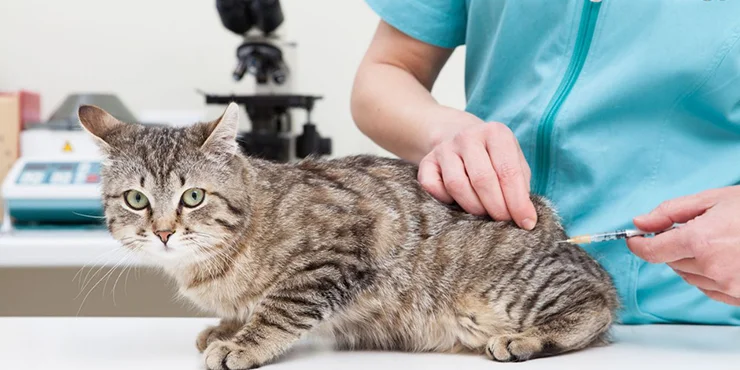 Vacinação completa para cães e gatos